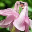 How-do-you-take-care-of-swan-orchids