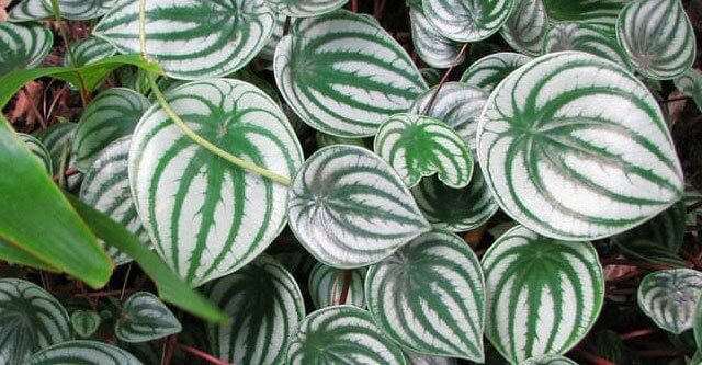 How-fast-does-watermelon-peperomia-grow