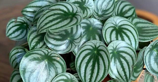 How-often-should-do-you-water-watermelon-peperomia