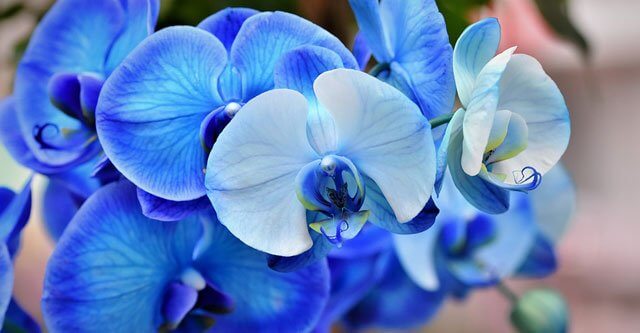 How-to-take-care-of-a-BLUE-MYSTIQUE-ORCHID