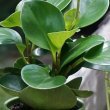 Should-I-Mist-The-Peperomia