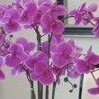 Why-Do-Flowers-Of-Orchids-Fall-Off