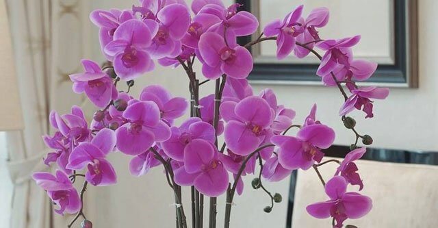 Why-Do-Flowers-Of-Orchids-Fall-Off