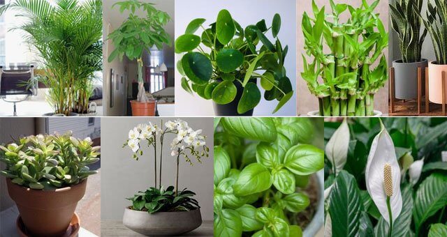 15-plants-that-are-lucky-and-good-for-the-home