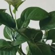 How-Do-I-Know-When-My-Pothos-Plant-Need-Water