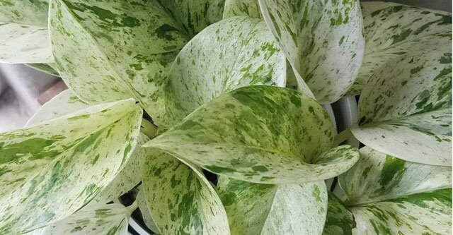 How-much-light-does-a-Marble-Queen-Pothos-need