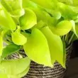 How to take care of Neon Pothos