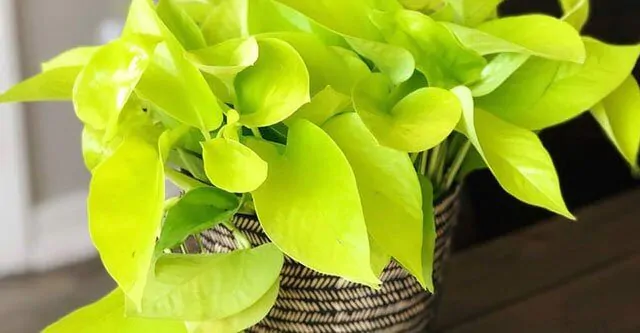 How to take care of Neon Pothos