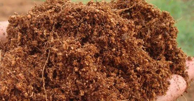 Is-Coco-Coir-a-Hydroponics