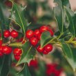 Is-Cutting-Holly-Illegal-In-UK