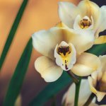 Do-Orchids-Die-Due-To-Direct-Sunlight-–-Light-Requirements-Guide