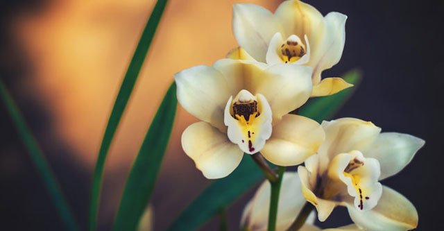 Do-Orchids-Die-Due-To-Direct-Sunlight-–-Light-Requirements-Guide