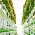 How-Does-Aeroponic-Vertical-Farming-Work