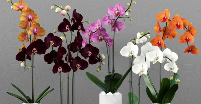 How-Long-Can-An-Orchid-Live