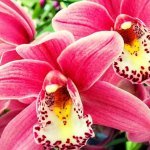 How Many Times Do Orchids Bloom In A Year