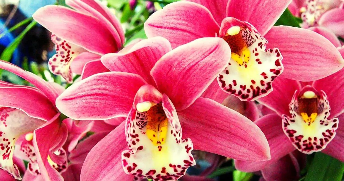 How Many Times Do Orchids Bloom In A Year