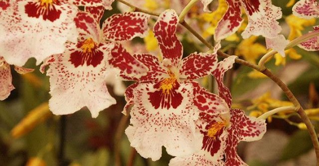 Why-Won’t-My-Cambria-Orchids-Bloom-Top-10-Reasons
